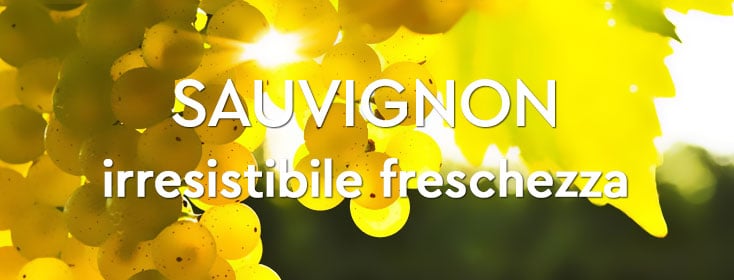 Sauvignon blanc irresistibile freschezza